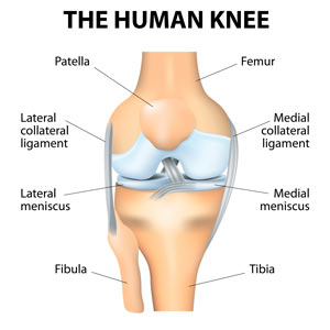 Diagram of Human knee